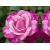 Róża wielkokwiatowa Rosa "Różowa Szalkowata"
