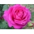 Róża wielkokwiatowa Rosa "Różowa Szlachetna"