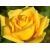 Róża wielkokwiatowa Rosa "Żółta"