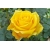 Róża wielkokwiatowa Rosa "Żółta Pachnąca"