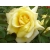 Róża wielkokwiatowa Rosa "Żółta Rozeta"