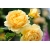 Róża wielkokwiatowa Rosa "Żółta Szalkowata"