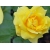 Róża wielkokwiatowa Rosa "Żółta Szlachetna"