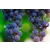 Winorośl, winogron Vitis "Zilga Niebieski"