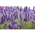 Lawenda Lavandula "Angustifolia"