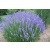 Lawenda Lavandula "Silver Mist"